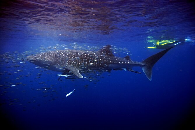 Whale Shark Experience Lifetime Memory in Cancun (Snack Included) - Safety Measures and Guides