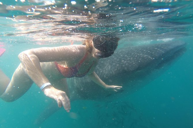 Whale-Shark Snorkeling Excursion to La Paz - Considerations and Precautions