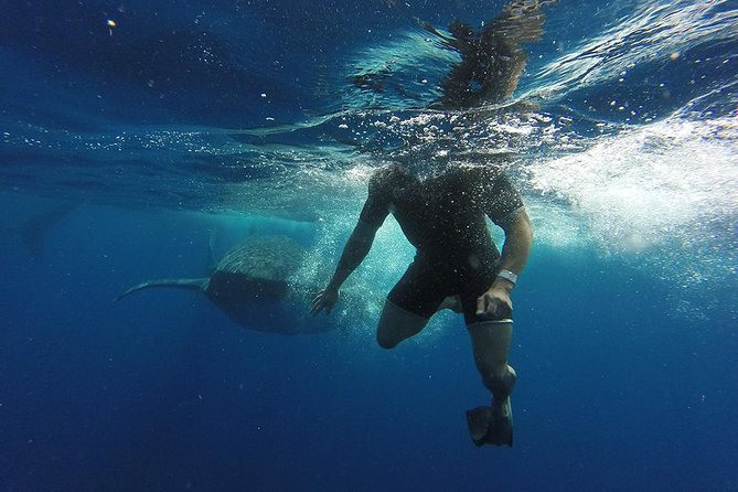 Whale Shark Tour From Cancun and Playa Del Carmen - Transportation Options