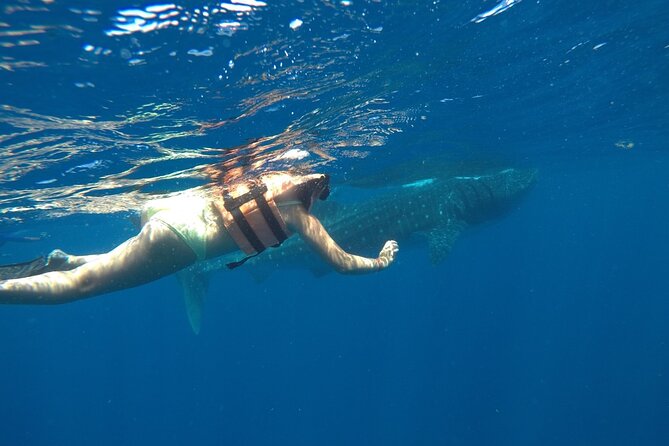 Whale Shark Tour From Holbox Island - Transportation and Amenities