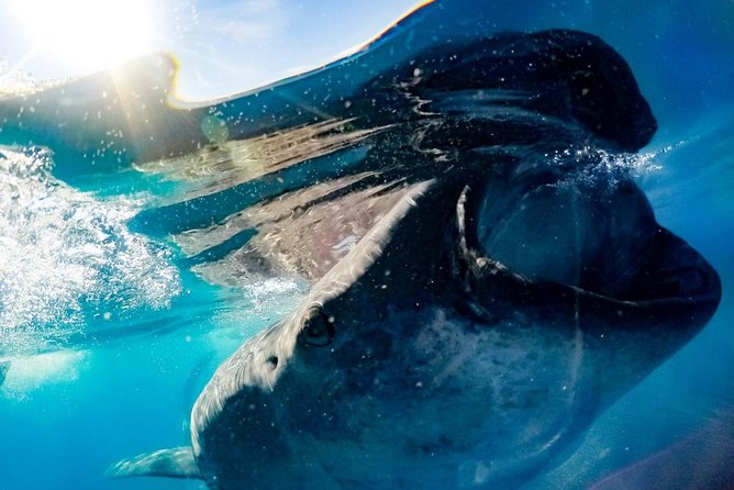 Whale Sharks Small-Group Tour in Cancun and Riviera Maya - Lunch and Refreshments