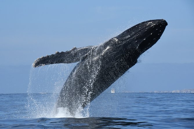 Whale Watching Adventure - Leaded by Marine Biologist. - Marine Biologist Expertise