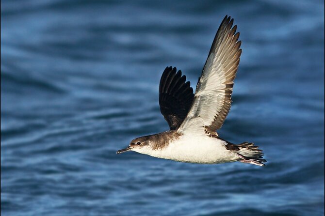 Whale Watching and Marine Life Tour in Reykjavik - Cancellation and Group Size