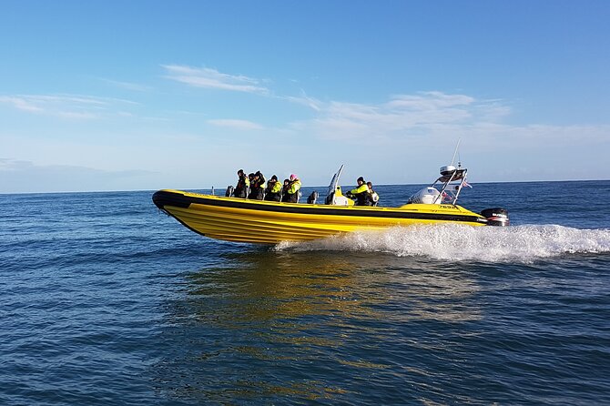 Whale Watching by RIB Speedboat From Downtown Reykjavik - Wildlife Sightings