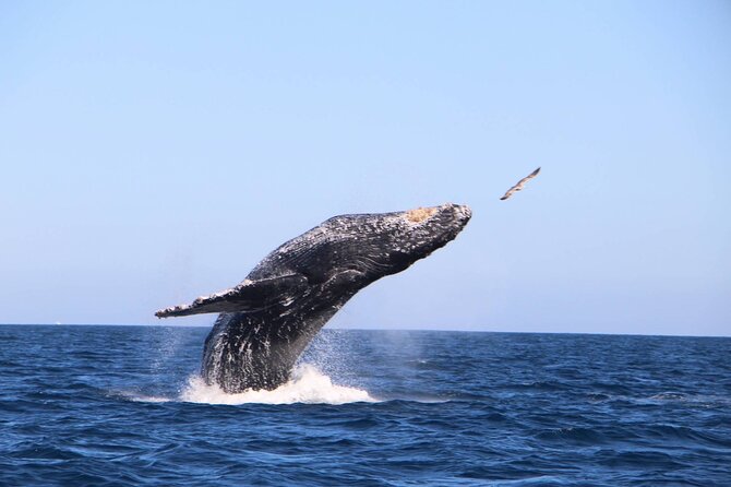 Whale Watching Experience in Cabo San Lucas - Whale Watching Highlights