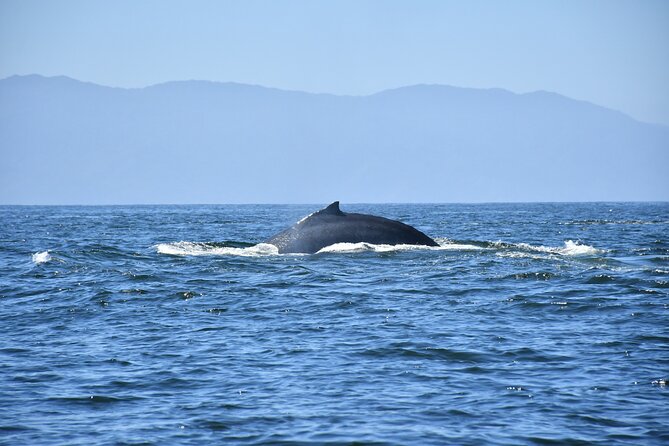 Whale Watching Guaranteed Experience in Puerto Vallarta - Whale Migration and Sightings