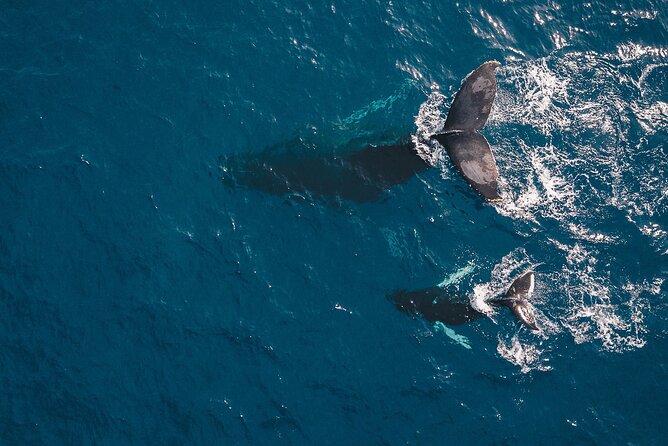 Whale Watching in Cabo San Lucas: Sightseeing Cruise and Shopping - Customer Reviews and Feedback