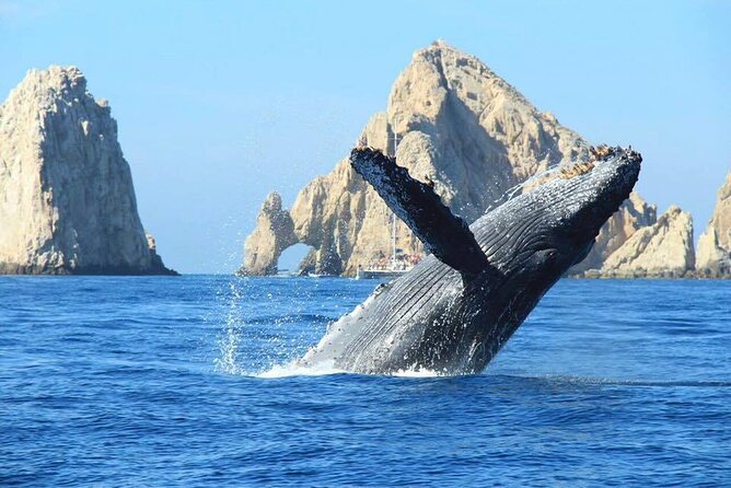 Whale Watching & Snorkeling Private Yacht Tour Cabo With Food & Drinks - Recommended Attire