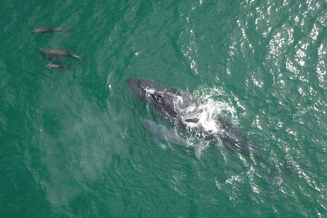 Whale Watching, The Famous Arch and Fast Boat Tour in Los Cabos - Customer Feedback