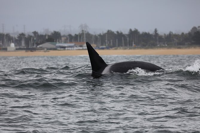 Whale Watching Tour - Coastal Views and Scenery