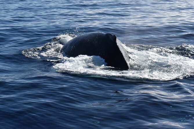 Whale Watching Tour in Los Cabos - Inclusions and Exclusions