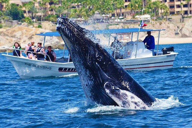 Whale Watching Tour With Free Photos and Guaranteed Sightings - Tour Inclusions