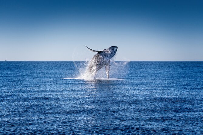 Whale Watching With Lunch and Transportation Included - What to Expect