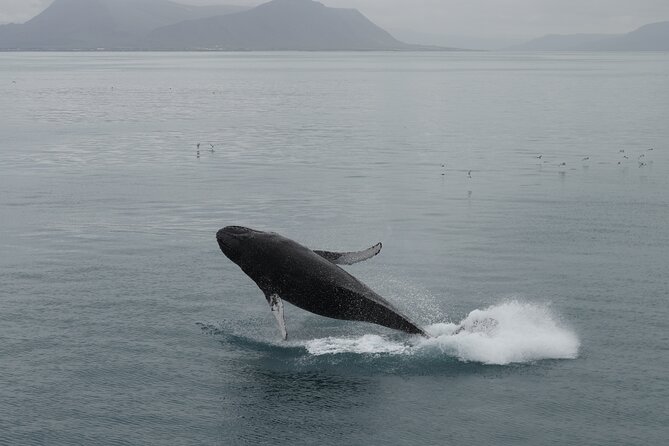 Whale Wonders Morning Expedition From Reykjavík - Since You Asked