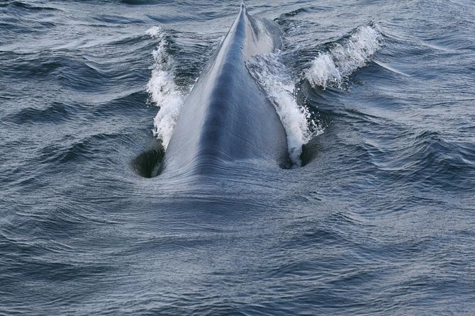 Whales & Dolphins Watching Day Tour in Mirissa From Bentota & Its Surrounding - Customer Reviews and Ratings