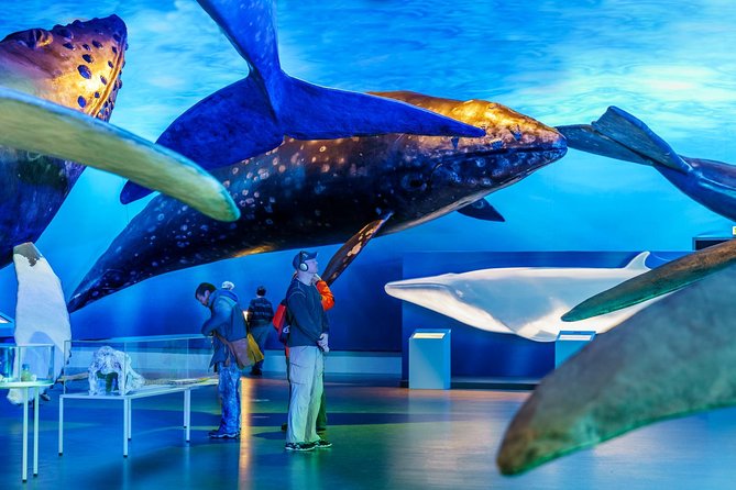 Whales of Iceland From Land and Sea - Traveler Feedback and Experiences