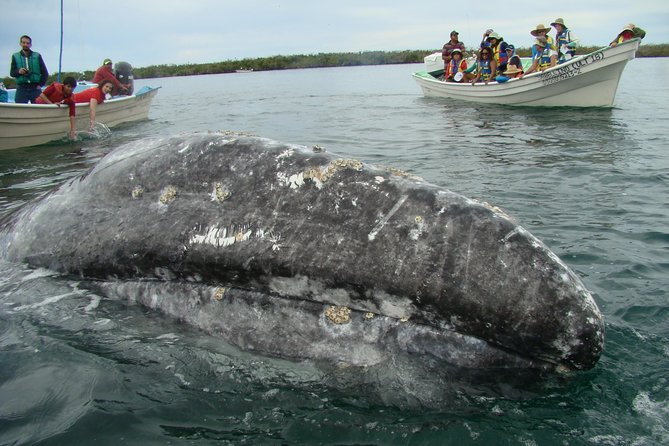 Whales Tour From La Paz - Safety Considerations