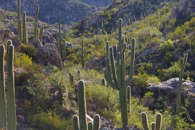 When Nature Calls - Exploring the Sonoran Desert - Pricing and Cancellation Policy