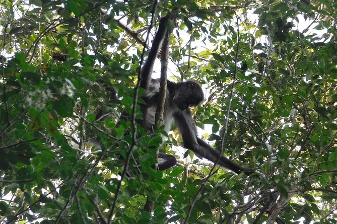 Wild Monkey Tour (Private, Half Day) - Punta Laguna Nature Reserve
