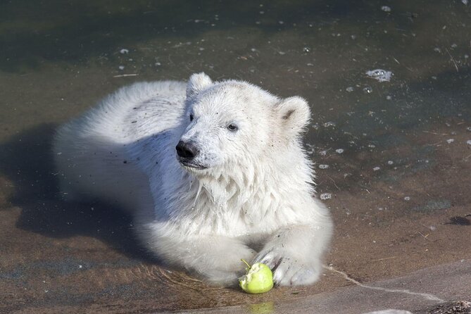 Wildlife Park Ranua - Recommended Visiting Tips