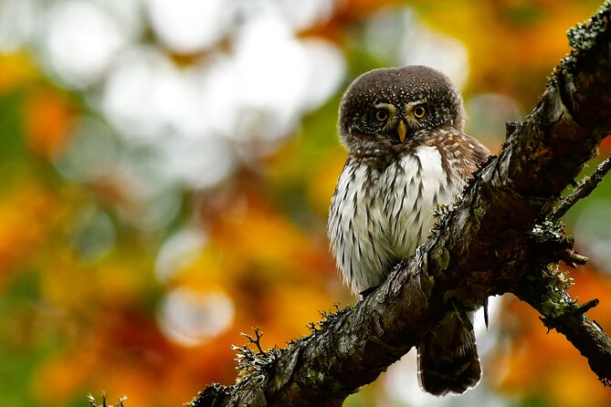 Wildlife Slovenia - Guided Bear & Bird Photography Tour - Additional Information