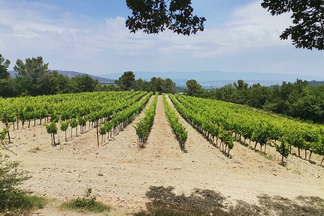 Wine Elegance: Discovery at Château La Coste and La Gaude - Emotional Impact and Missed Celebrations