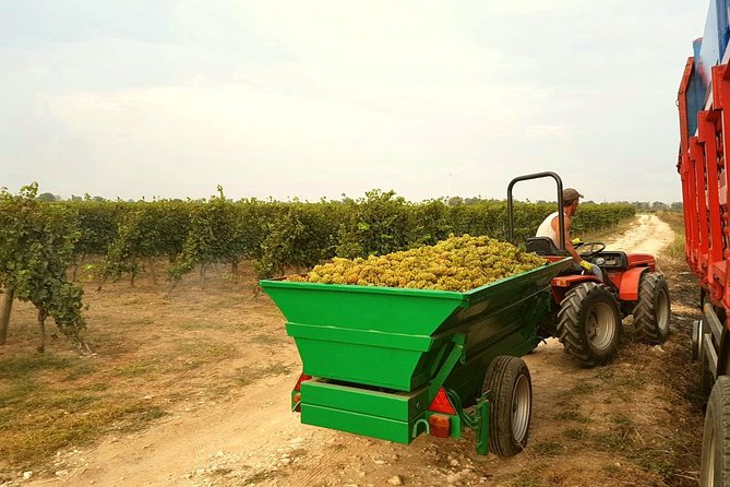 WINE TOUR - SALENTO and PUGLIA - Discovering Local Cuisine