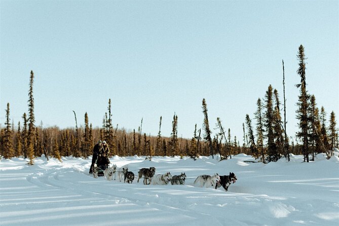 Winter Dog Sled Tour: Day or Night. - Preparing for the Tour