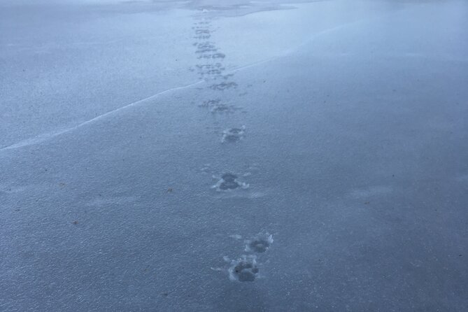 Wolf and Wildlife Tracking in Sweden - Reviews and Ratings