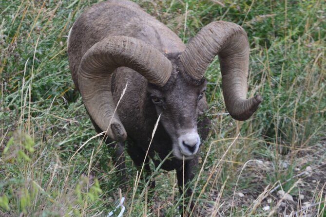 Yellowstone For Kids All-inclusive"Family Fun" Tours PU Cody Wy - Booking Process