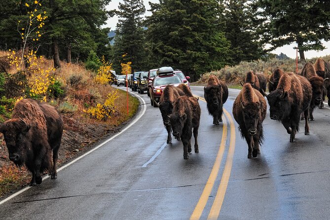 Yellowstone, Grand Teton, and Hot Springs: Small Group 5-Day Tour - Cancellation Policy and Notes