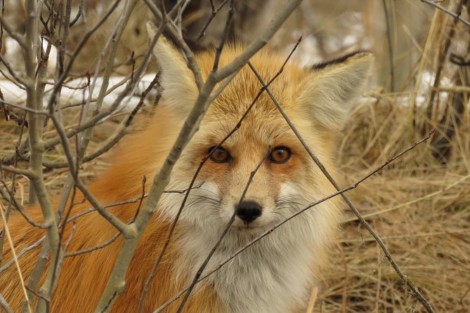 Yellowstone & Grand Teton National Parks - Ultimate Wildlife Safari - Traveler Testimonials and Reviews