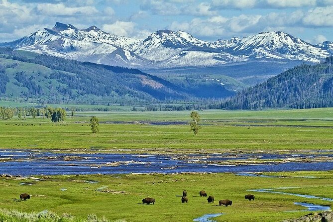 Yellowstone Lower Loop VIP Full-Day Private Tour With Lunch - Pricing Information