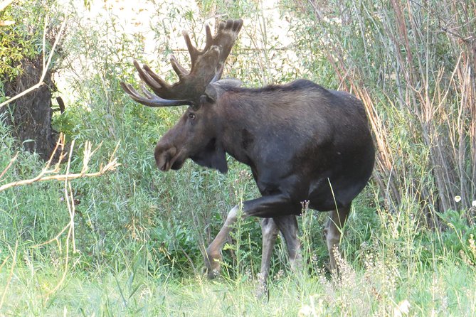 Yellowstone National Park - PRIVATE Full-Day Lower Loop Tour From W. Yellowstone - Travel Tips