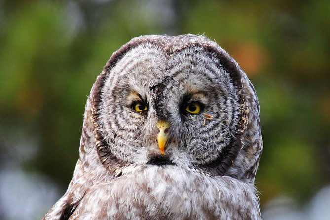 Yellowstone Private Upper Loop Tour With Lunch - Abundant Wildlife Viewing Opportunities