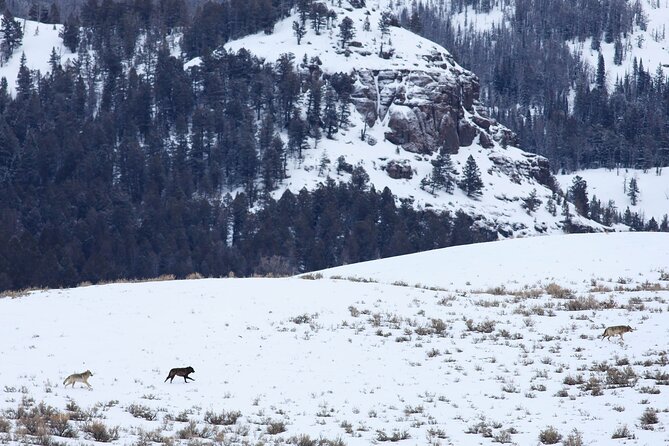 Yellowstone Snowshoe Safari From Bozeman - Private Tour - What to Expect