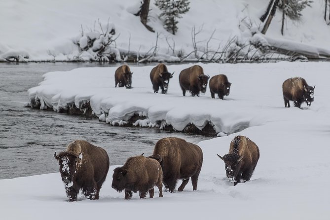 Yellowstone Wolves and Winter 4day/3night Adventure From Montana - What to Expect on the Tour