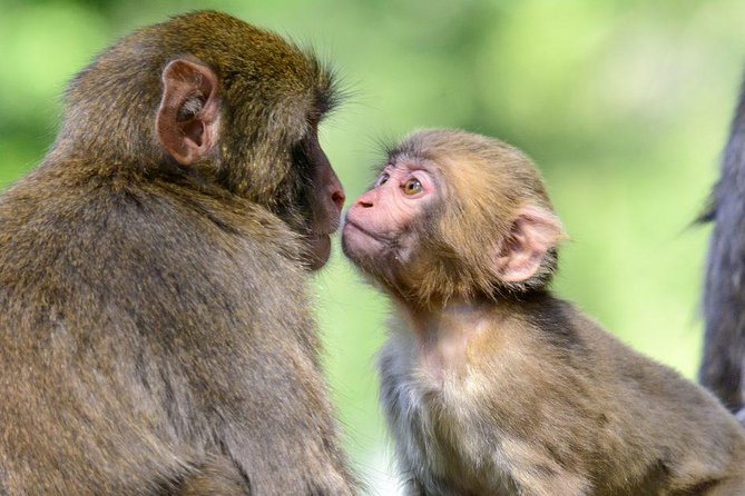 Zagreb - Monkey Park (Affenberg) - Klagenfurt - Minimundus - The Sum Up