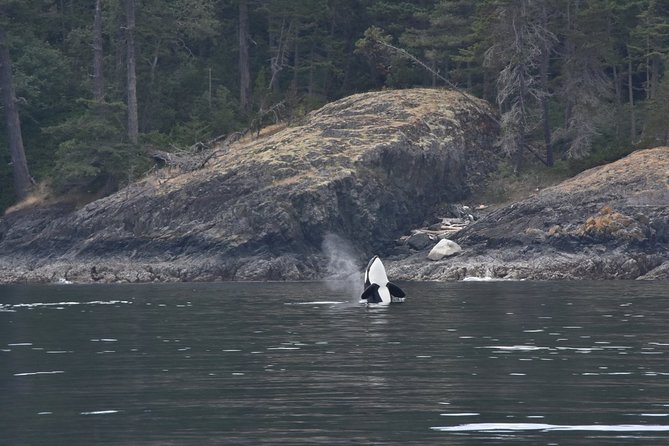 Zodiac Whale Watching Adventure From Victoria - Meeting Point and Logistics