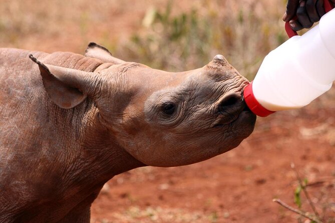 7 Day Classic Kruger National Park Safari - Good To Know