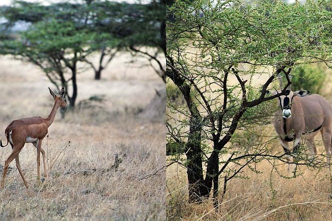 7-Day Maasai Mara, Lake Nakuru, Lake Naivasha and Samburu Safari From Nairobi - Exploring the Maasai Mara