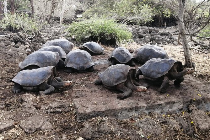 7 Days Galapagos Santa Cruz and Isabela Islands Plus Quito Tour - Tour Overview