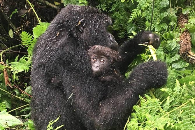 1-Day Rwanda Gorilla Tour - Frequently Asked Questions