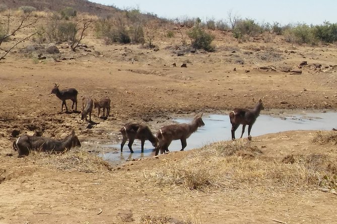 1 Day Safari From Johannesburg - Frequently Asked Questions