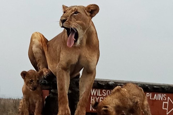 1 Day Tour Nairobi National Park,Giraffe Center&Karen Blixen - Frequently Asked Questions