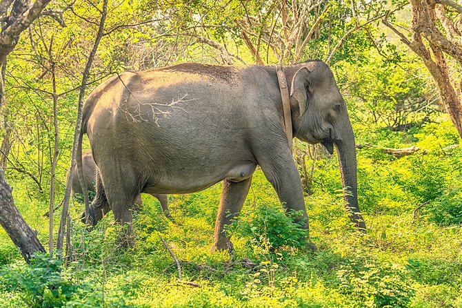 1 Day Tour to Yala National Park or Udawalawe National Park - Tips for a Great Experience