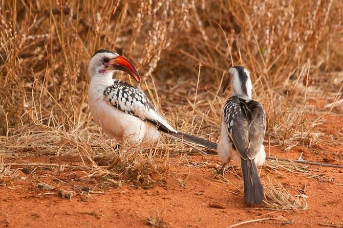 1 Day Tsavo East Safari ( Minimum 2 Pax) - Frequently Asked Questions