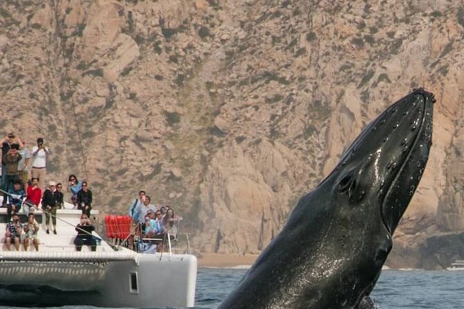 #1 Snorkeling Tour in Catamaran. Open Bar & Snacks Included - Experience Highlights