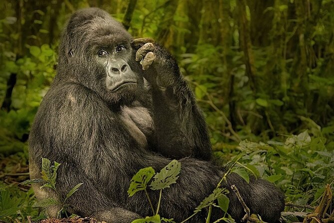 10-DAY African Safari in Uganda From Kampala - Customer Reviews and Ratings