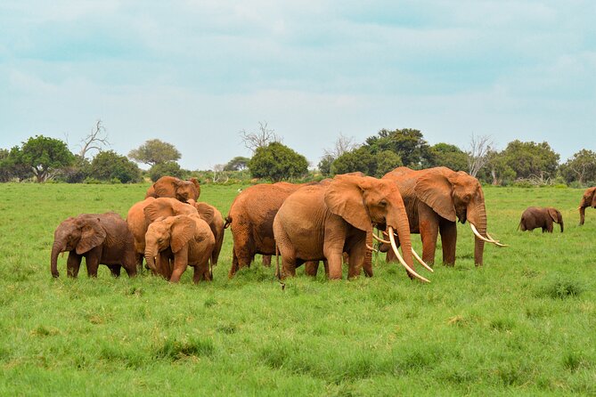 10-Day Private Tour in Big Five Safari and Beaches - Customer Reviews and Feedback